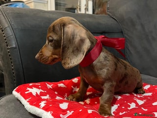 Miniature Dachshund dogs 5 kc reg PRA CLEAR MINI DACHSHUNDS - Advert 7