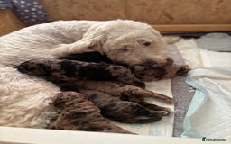 Goldendoodle dogs for sale: F1B Goldendoodle Puppies – Merle & Black – Essex - Image 2