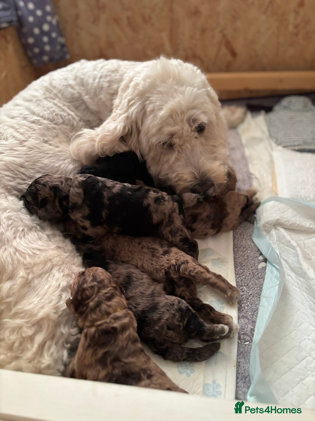 Goldendoodle dogs for sale: F1B Goldendoodle Puppies – Merle & Black – Essex - Image 2