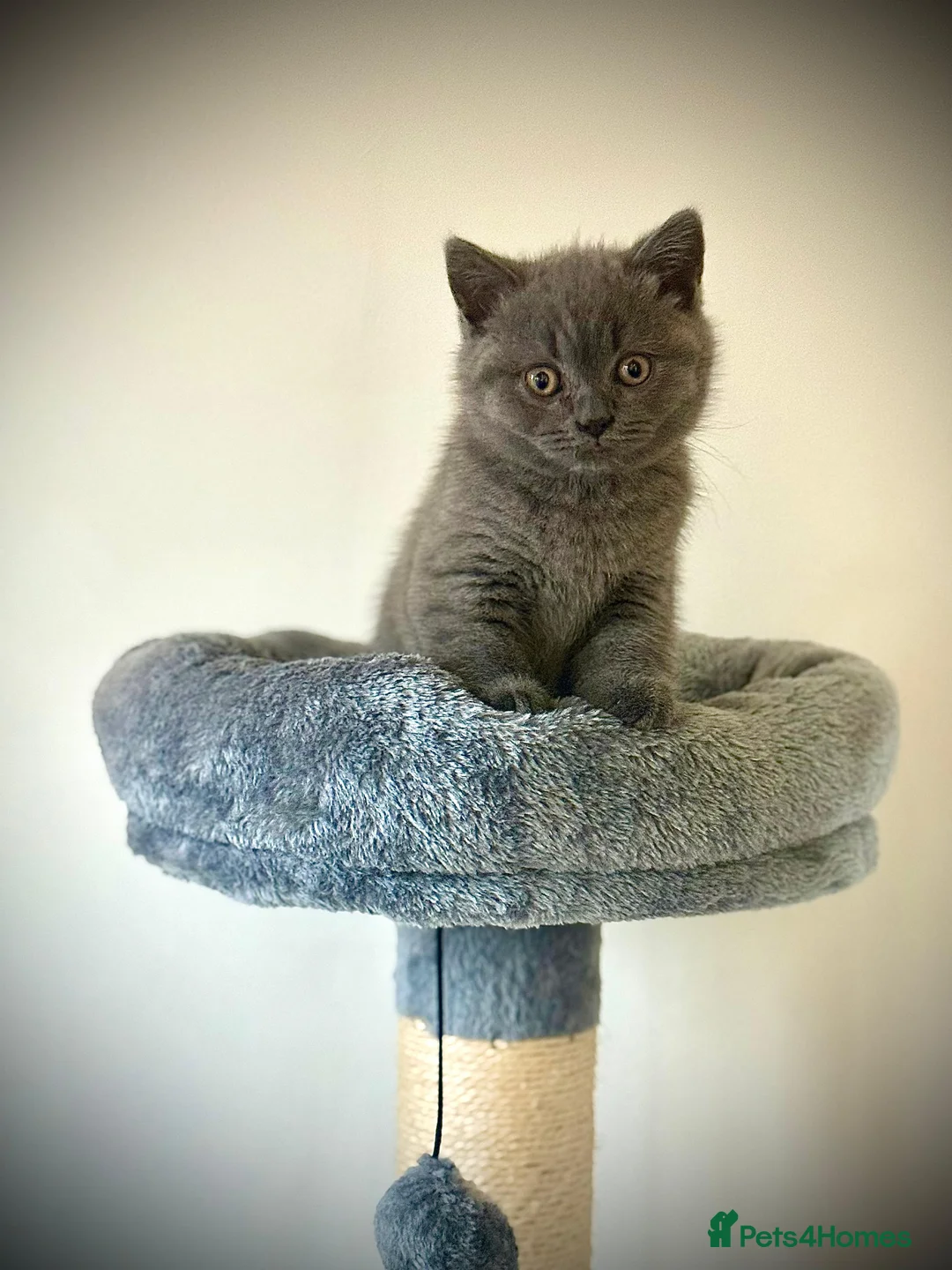 British Shorthair cats for sale: 3 British Shorthair Kittens  - Advert 8
