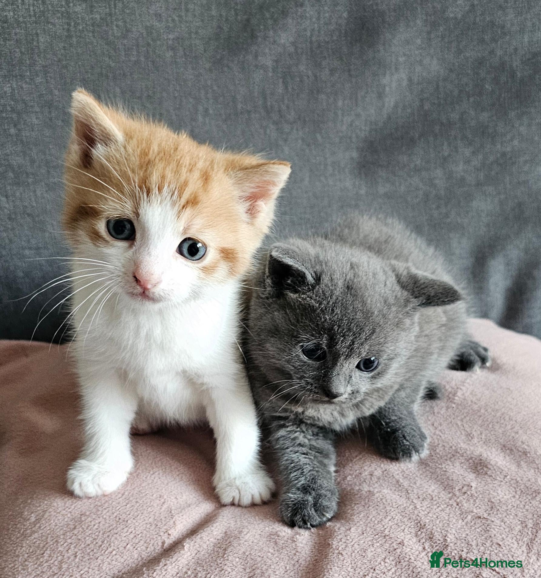 Mixed Breed cats Kittens for sale - Advert 3