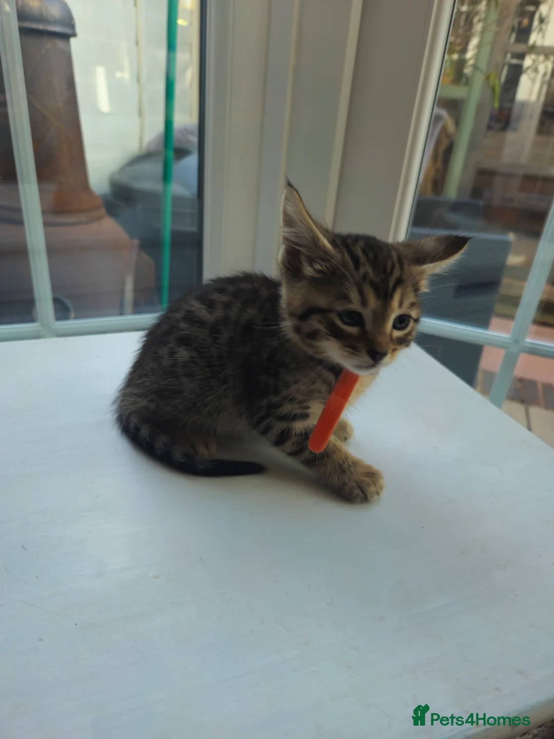 Mixed Breed cats for sale: Stunning Siamese x Bengal Kittens Ready Now - Advert 11