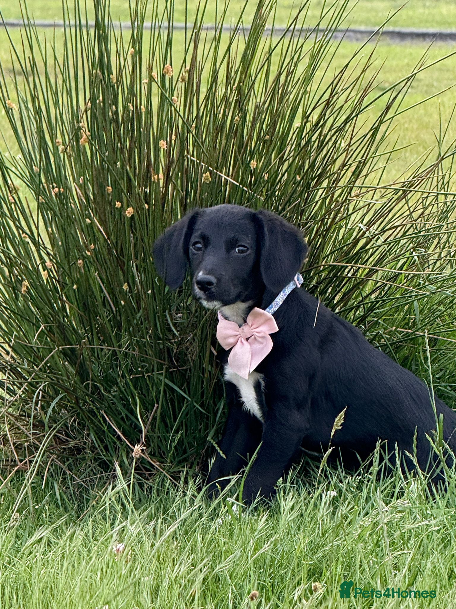 Mixed Breed dogs Border Collie X cocker spaniel girl pup - Advert 4