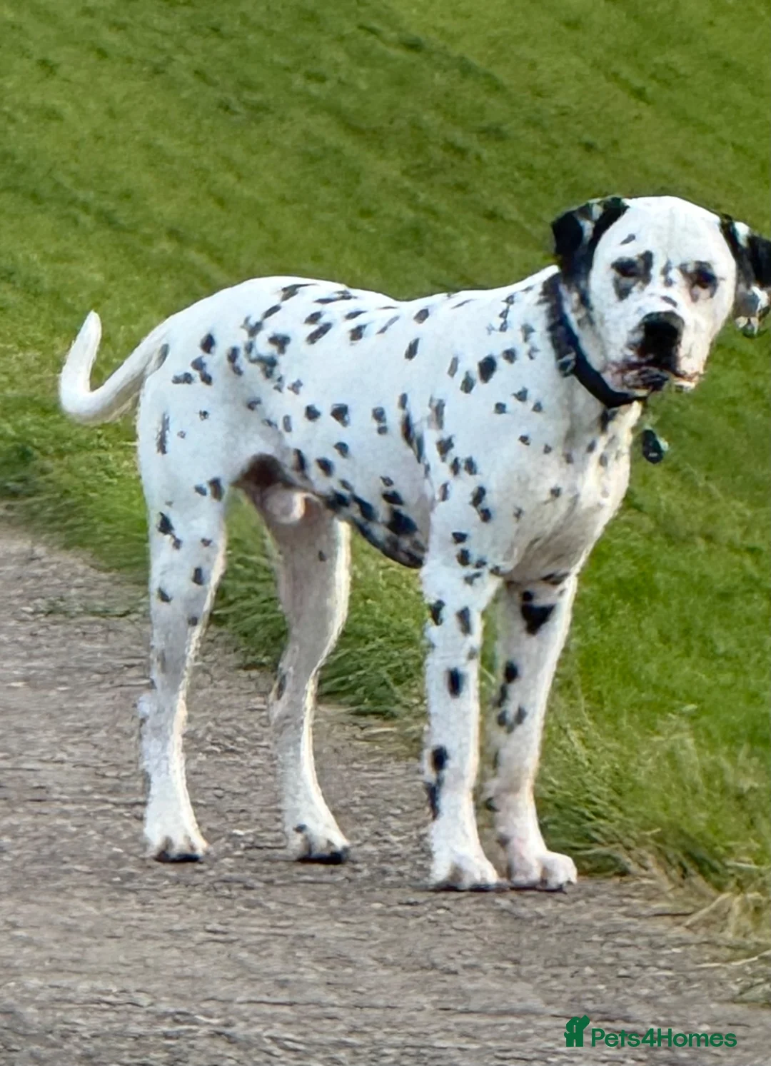 Dalmatian dogs for sale: Stunning Black-Spotted Dalmatian Male in Immingham - Advert 11