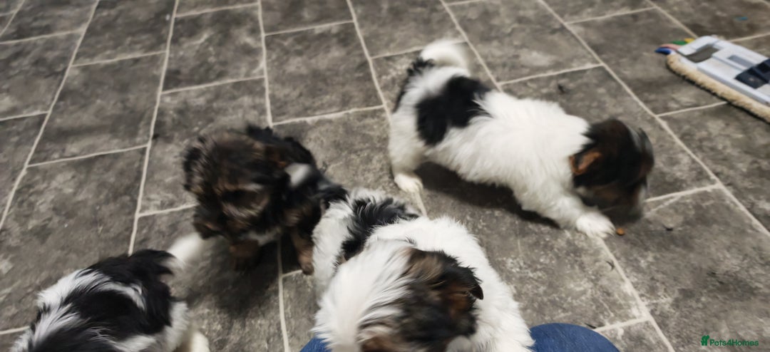 Biewer Terrier dogs for sale: Last Biewer terrier pup.Colourful Yorkshire Yorkie - Advert 10
