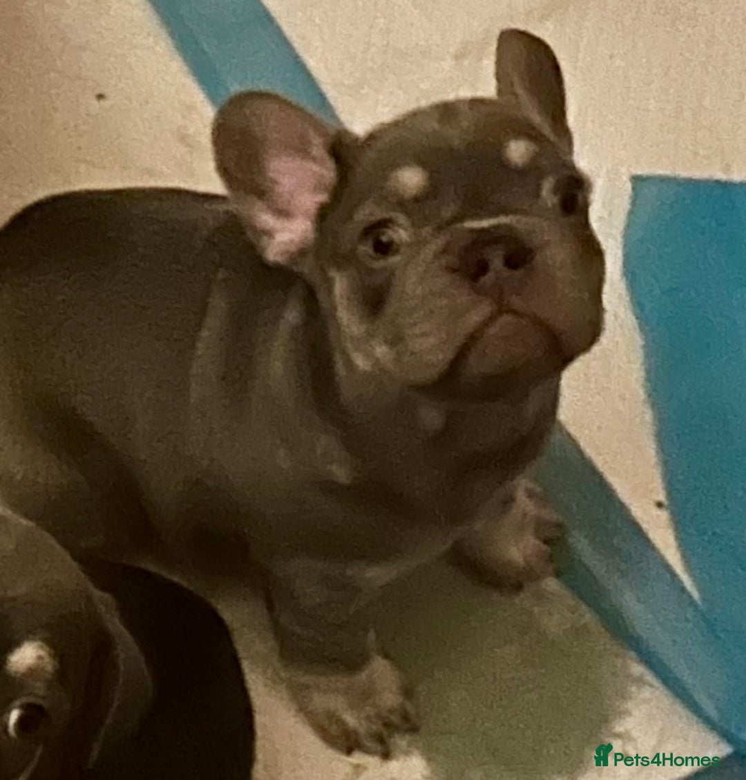 French Bulldog dogs for sale: French Bulldog Puppies  - Advert 7