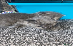 Mixed Breed cats for sale: Litter of 5 beautiful grey and Smokey kittens 🐱  - Image 8