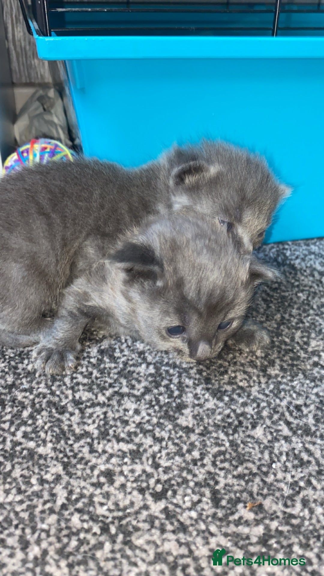 Mixed Breed cats for sale: Litter of 5 beautiful grey and Smokey kittens 🐱  - Image 8