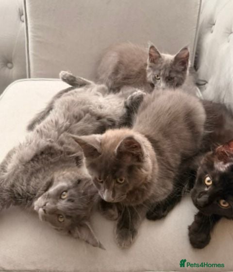 Maine Coon cats GCCF Maine Coon Kittens – 3 Boys, 1 Girl (41) - Advert 18