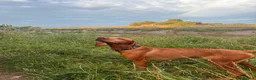 Hungarian Vizsla dogs for sale: Beautiful pedigree Hungarian vizsla litter of 9  - Advert 3