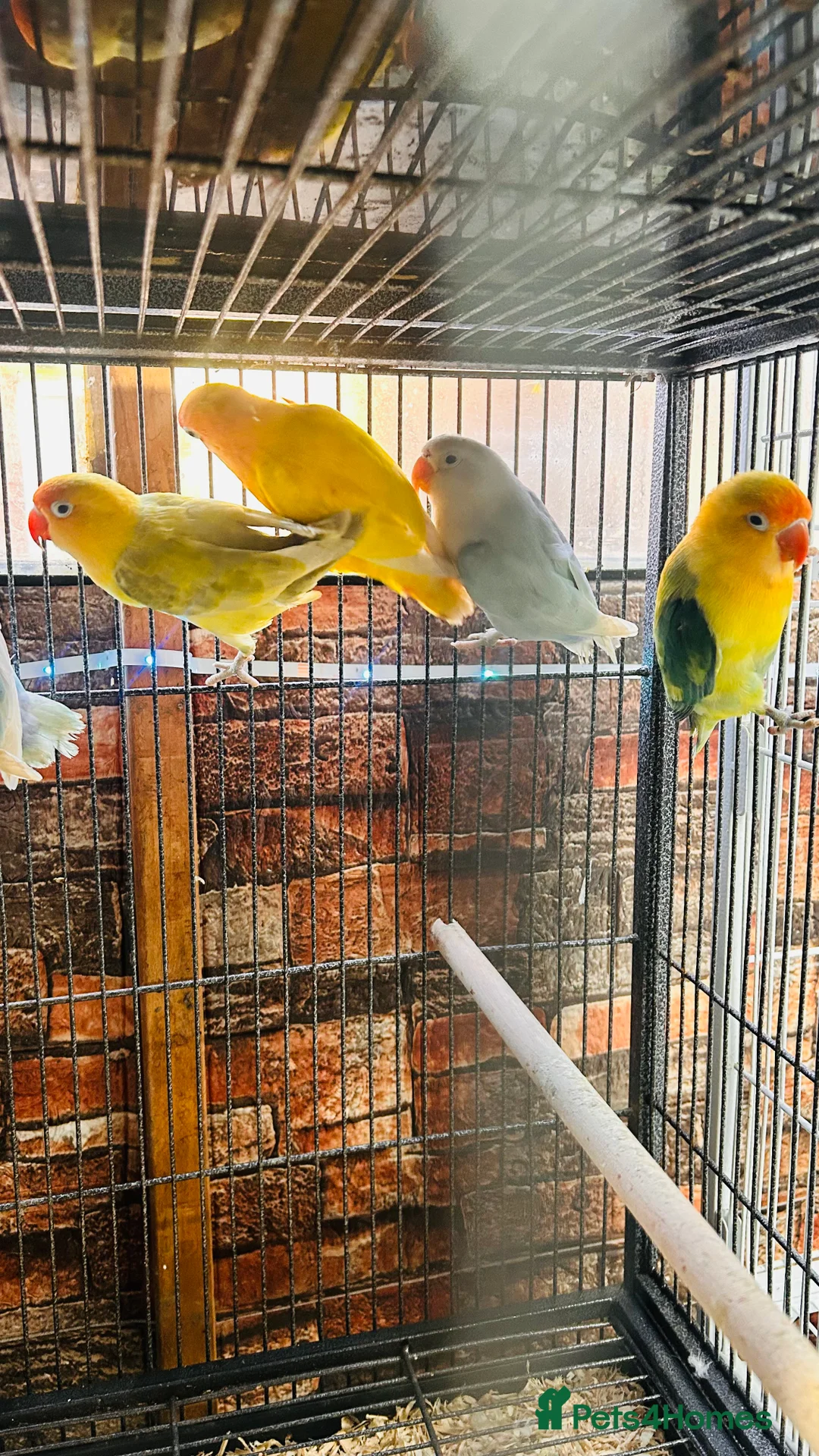 Lovebirds birds for sale: Various Fischer /masked lovebirds for sale  - Advert 1