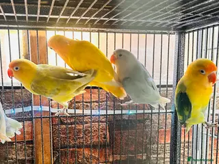Lovebirds birds Various Fischer /masked lovebirds for sale - Advert 1
