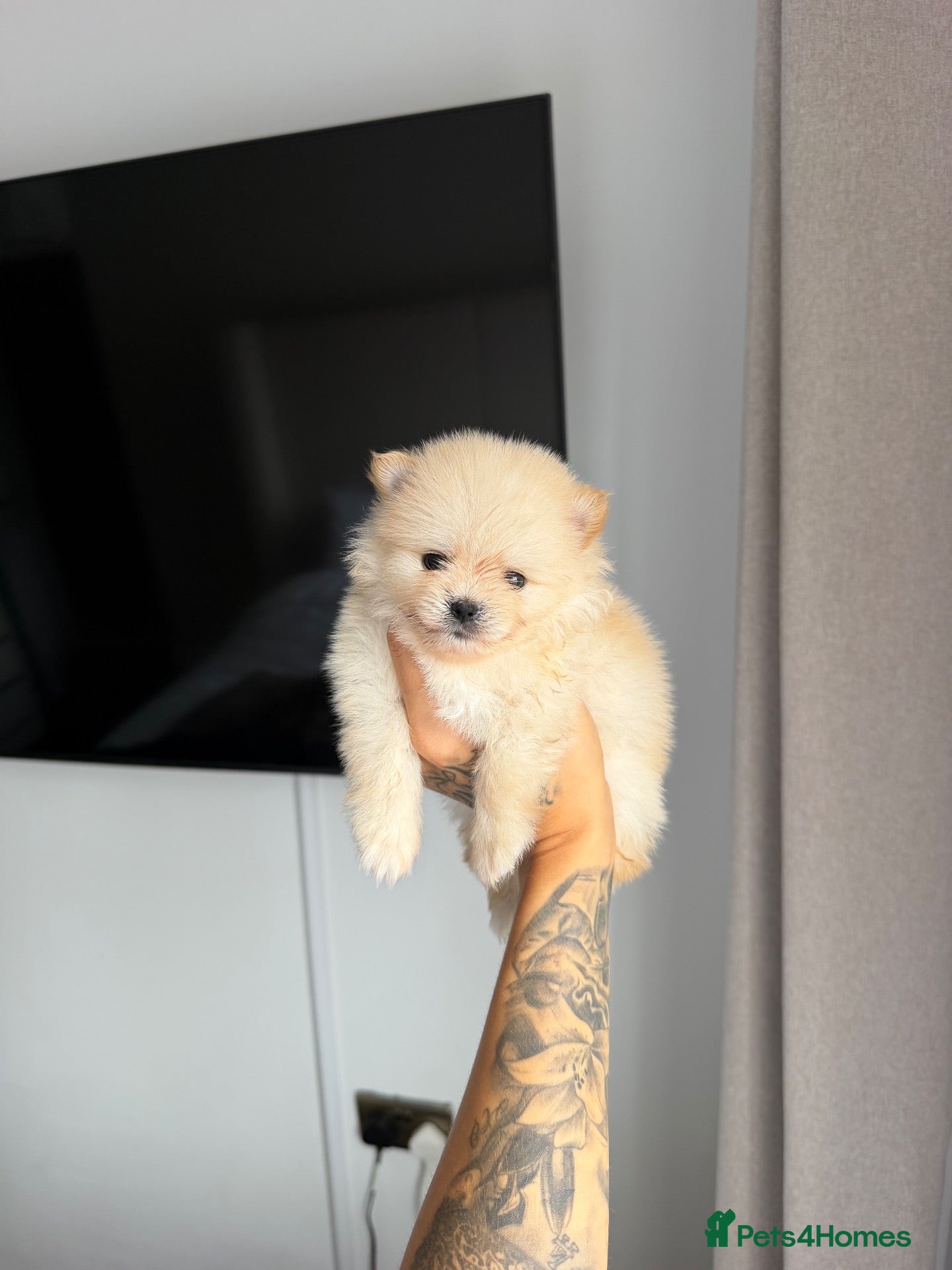 Pomeranian dogs RARE DOLL TEDDY KOREAN MALE 🎀🧸🇰🇵🇷🇺 - Advert 12