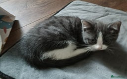 Mixed Breed cats for sale: £150 for the pair of kittens - Image 6