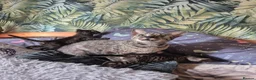Savannah cats for sale: F3 savannah kittens - Advert 26