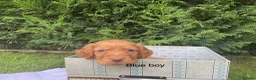 Cocker Spaniel dogs for sale: Kc reg hereditary clear working cocker spaniels in Ingatestone - Advert 15