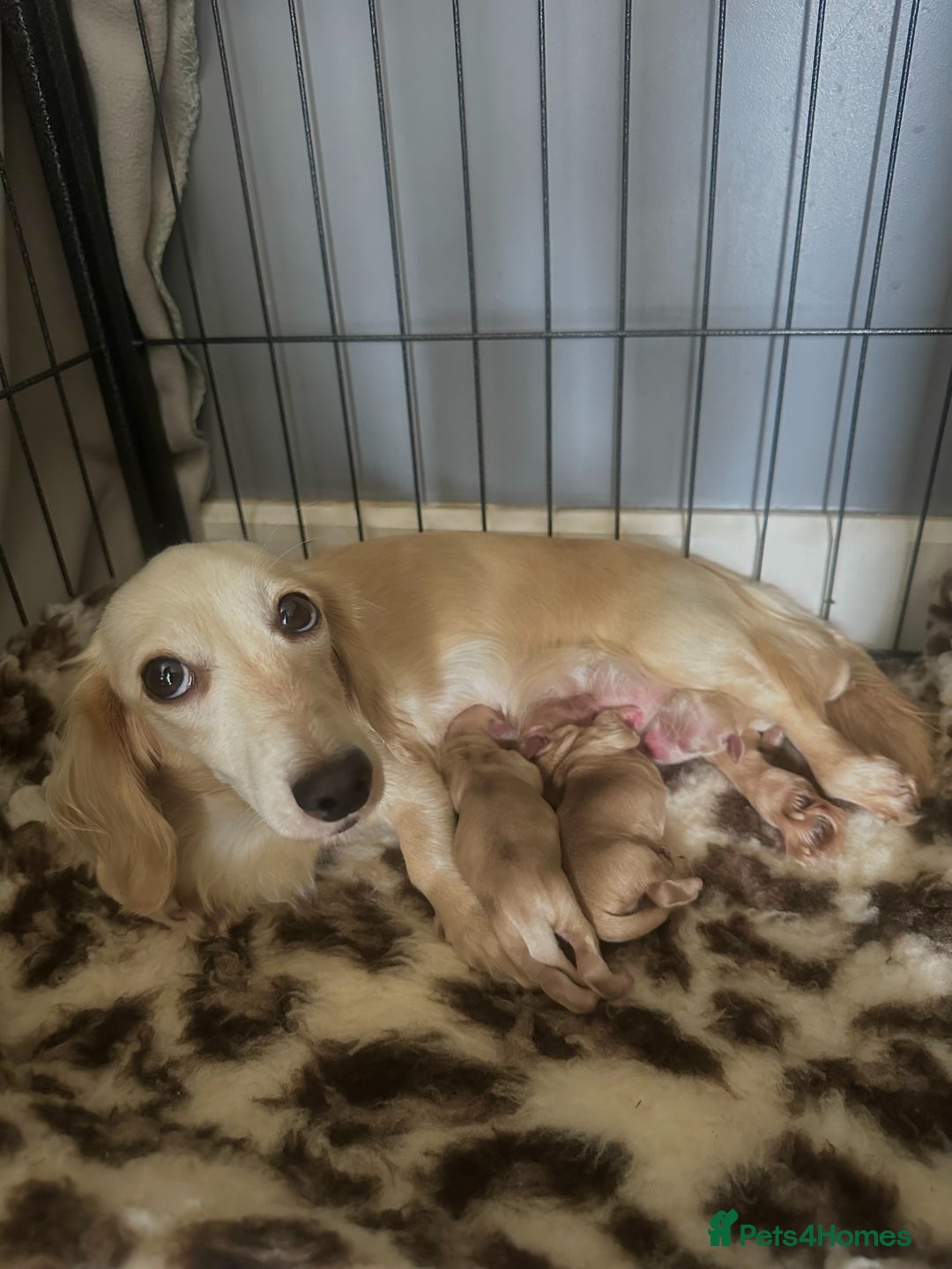 Miniature Dachshund dogs for sale: 2 male long-haired cream miniature dachshunds🩵 - Image 20