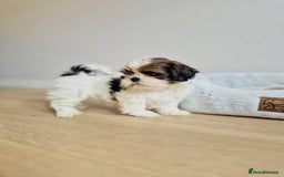 Shih Tzu dogs for sale: Shihtzu  - Image 24