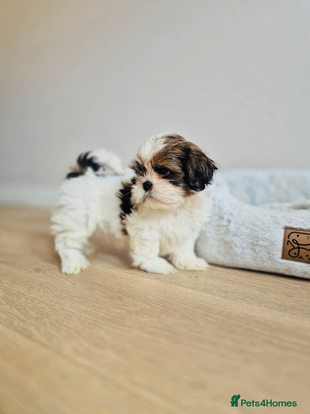 Shih Tzu dogs for sale: Shihtzu  - Image 24