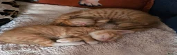 Mixed Breed cats for sale: Beautiful ginger kittens  - Advert 9