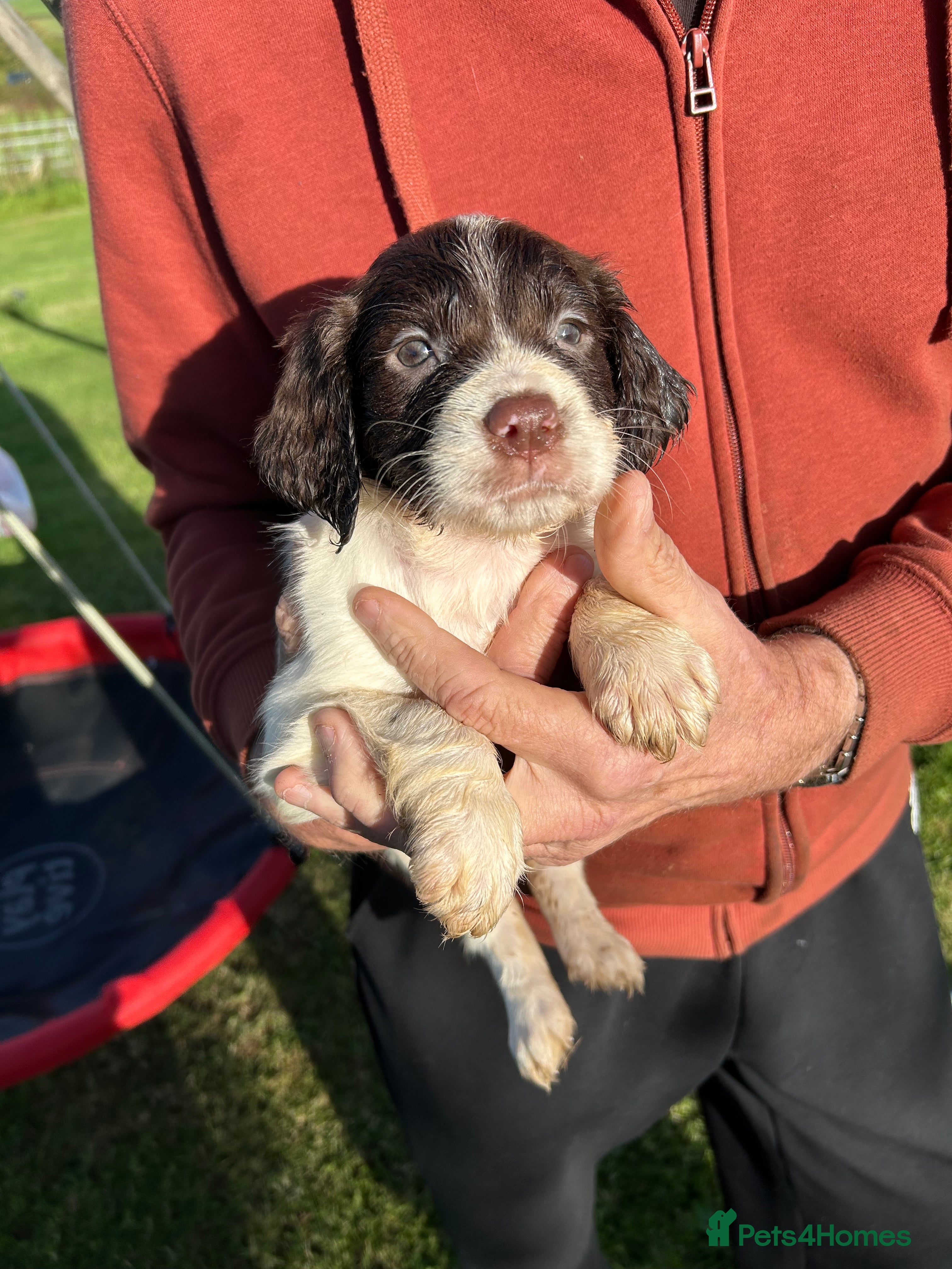 English Springer Spaniel dogs Springer Spaniel Pups - Advert 2