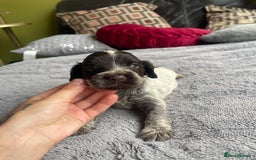 Cocker Spaniel dogs for sale: KC Show Cockers - 1 Girl , 3 Boys remaining! - Image 15