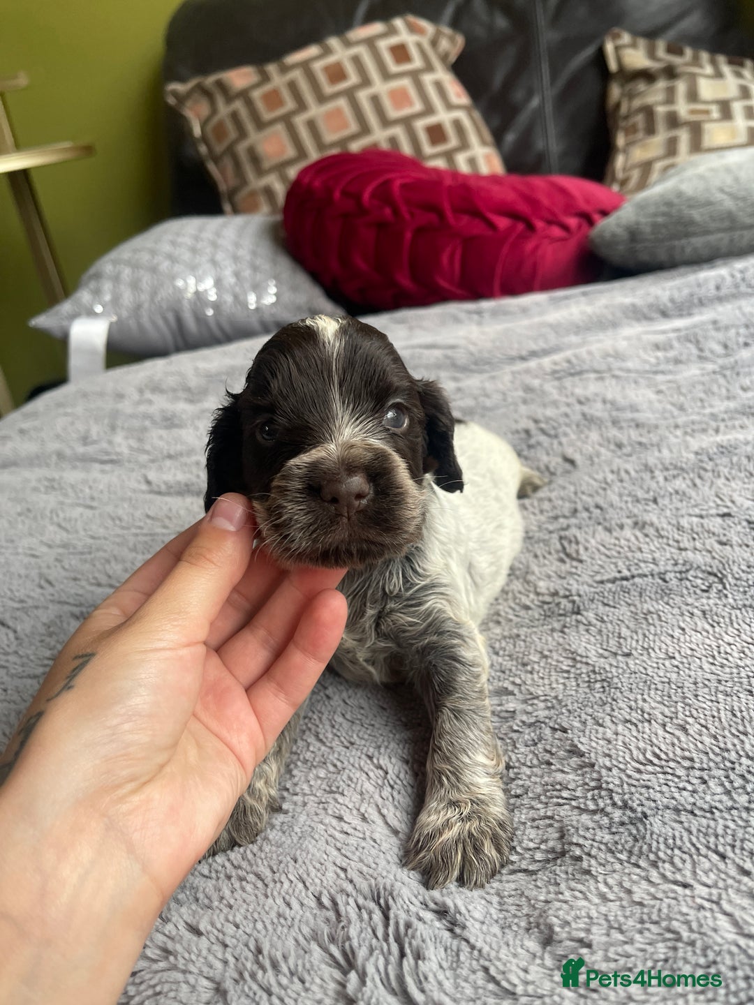 Cocker Spaniel dogs for sale: KC Show Cockers - 1 Girl , 3 Boys remaining! - Image 15