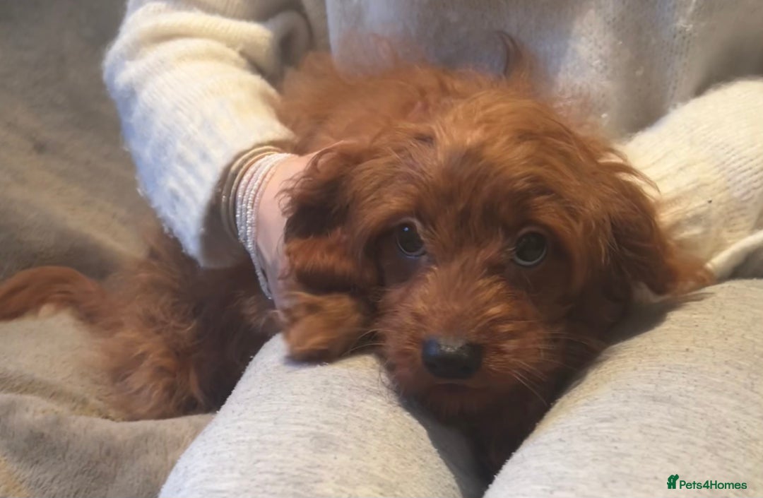 Cavapoo dogs for sale: Miniature Cavapoo puppies ready to leave - Advert 7