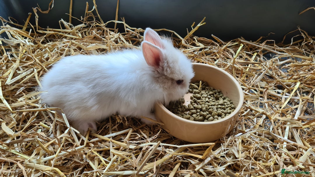 Lionhead rabbits for sale: Gorgeous Baby Lionhead Bunnies - Image 10