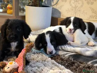 Cocker Spaniel dogs Cocker Spaniel Merle Puppies - Advert 15