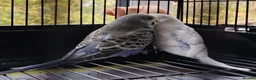 Budgerigars birds for sale: Pair of Budgies with Cage, food, vits etc. in Colchester - Advert 3