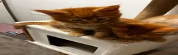 Maine Coon cats for sale: Beautiful Maine Coon Kittens - Advert 37