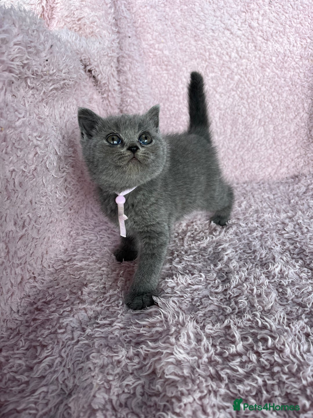 British Shorthair cats for sale: **5 Chunky pure breed BSH Kittens for sale** - Image 4