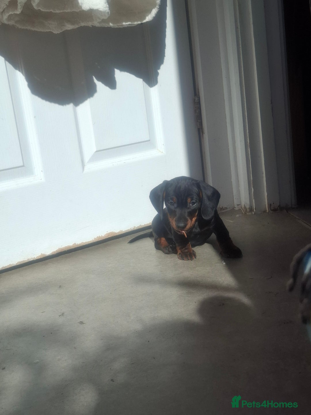 Miniature Dachshund dogs for sale: Miniature Dachshunds - Image 6