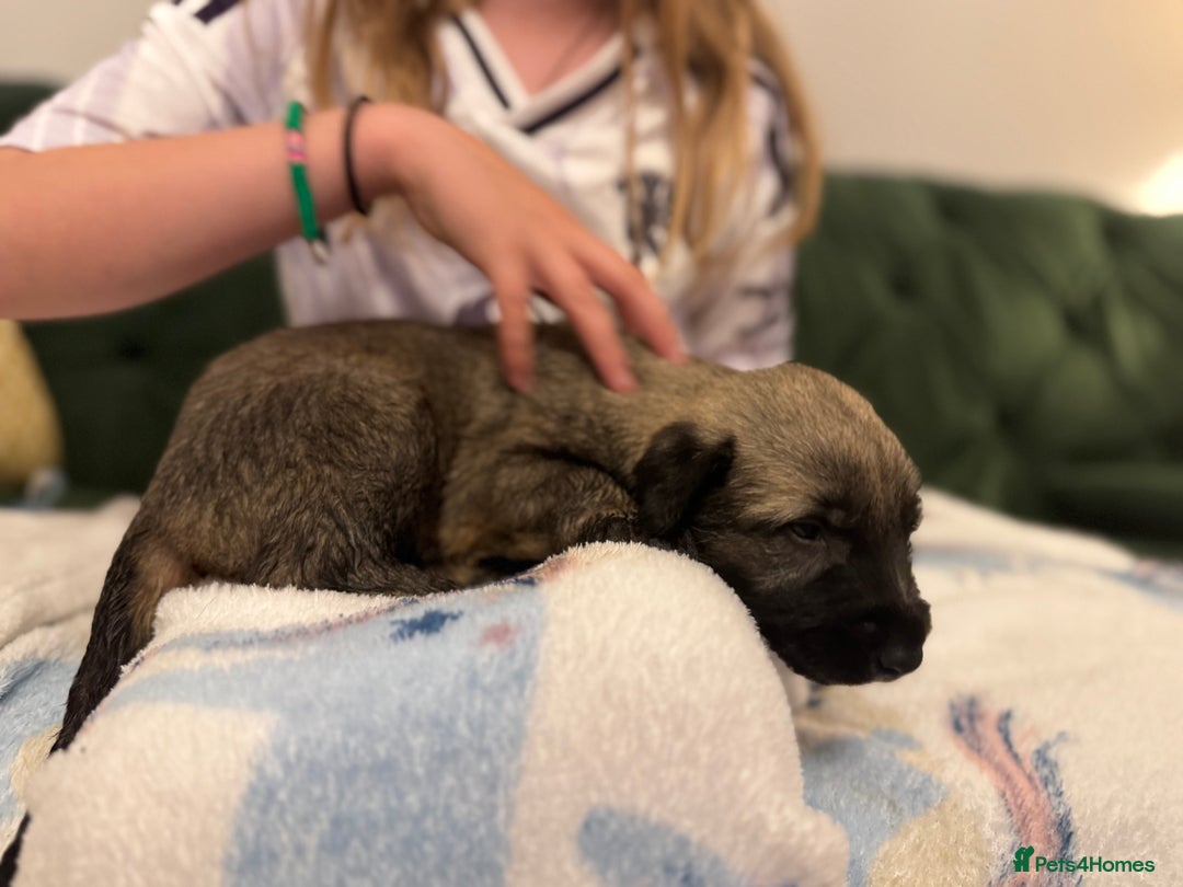 Irish Wolfhound dogs for sale: Stunning litter of Irish Wolfhound puppies - Image 13