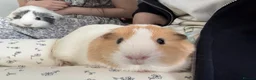 Guinea Pig rodents for sale: Two guinea pigs finding a new home - Advert 4