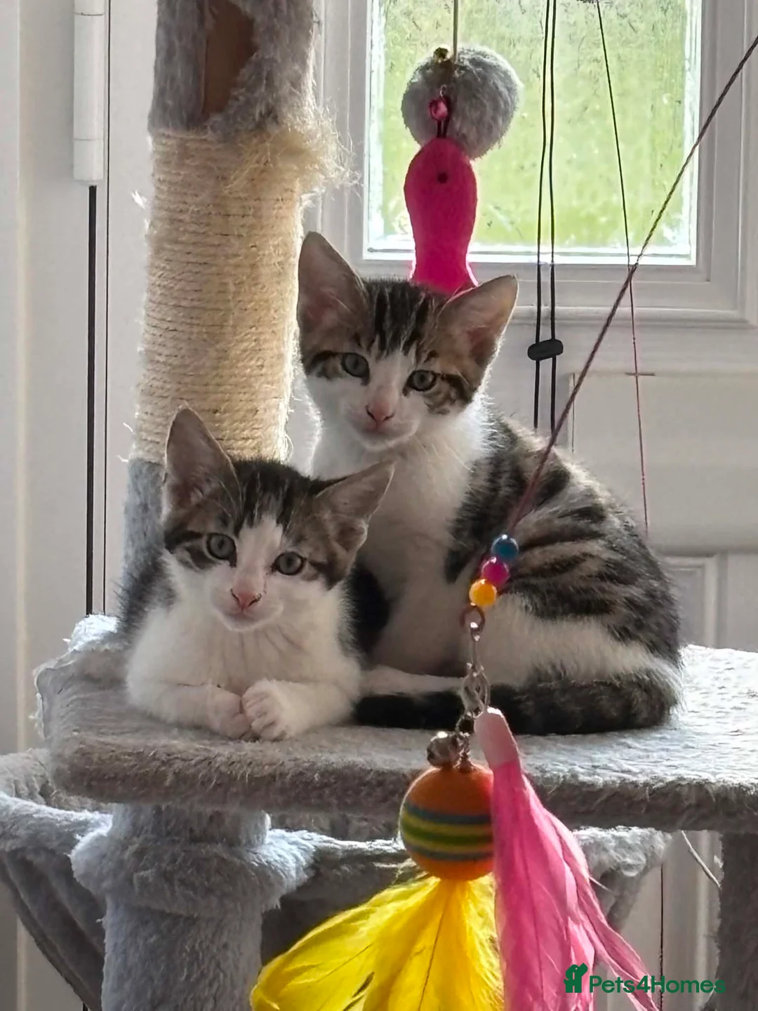 Bengal cats for sale: Bengal x forest cat - Advert 2