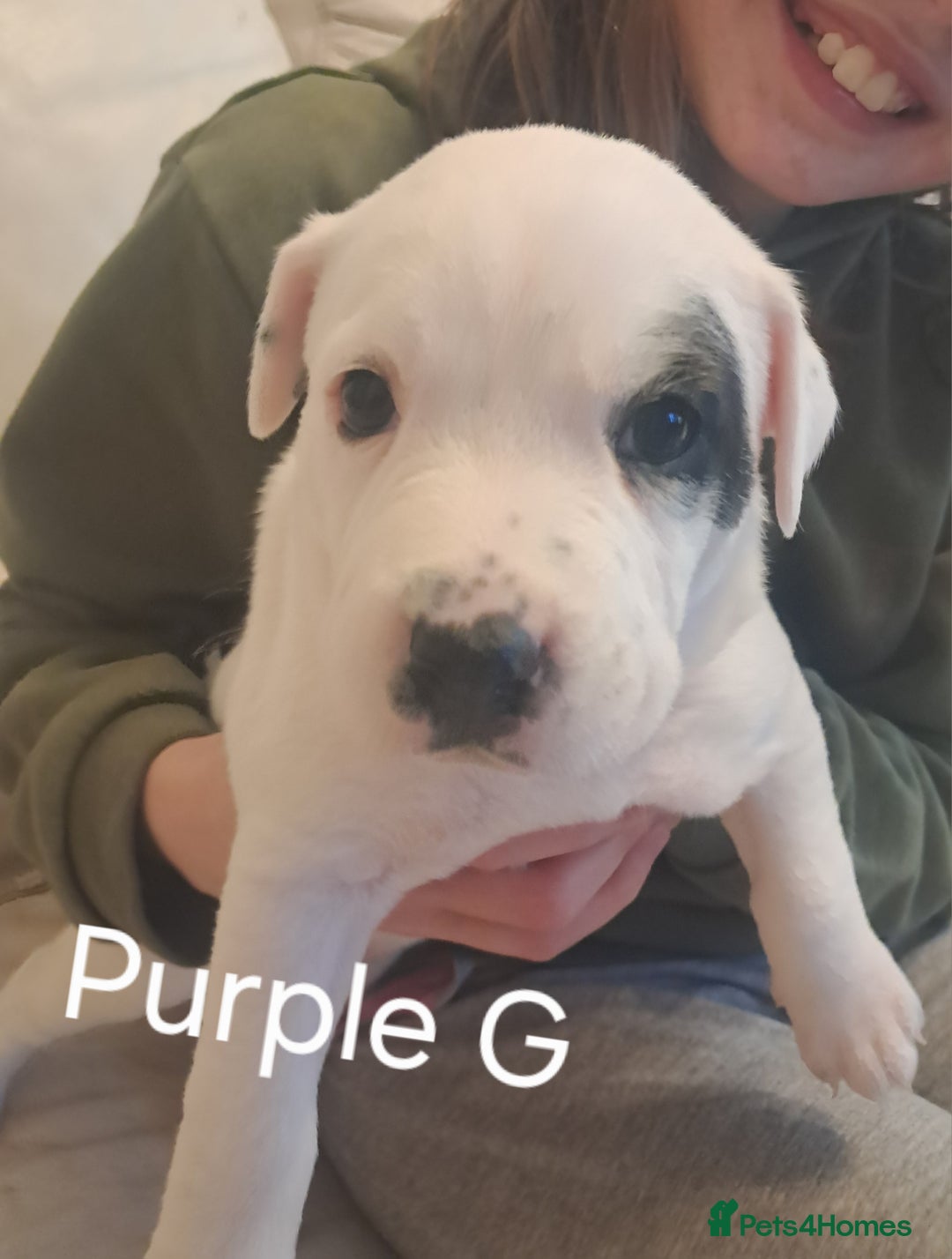Mixed Breed dogs for sale: Staffy x malonios - Advert 11