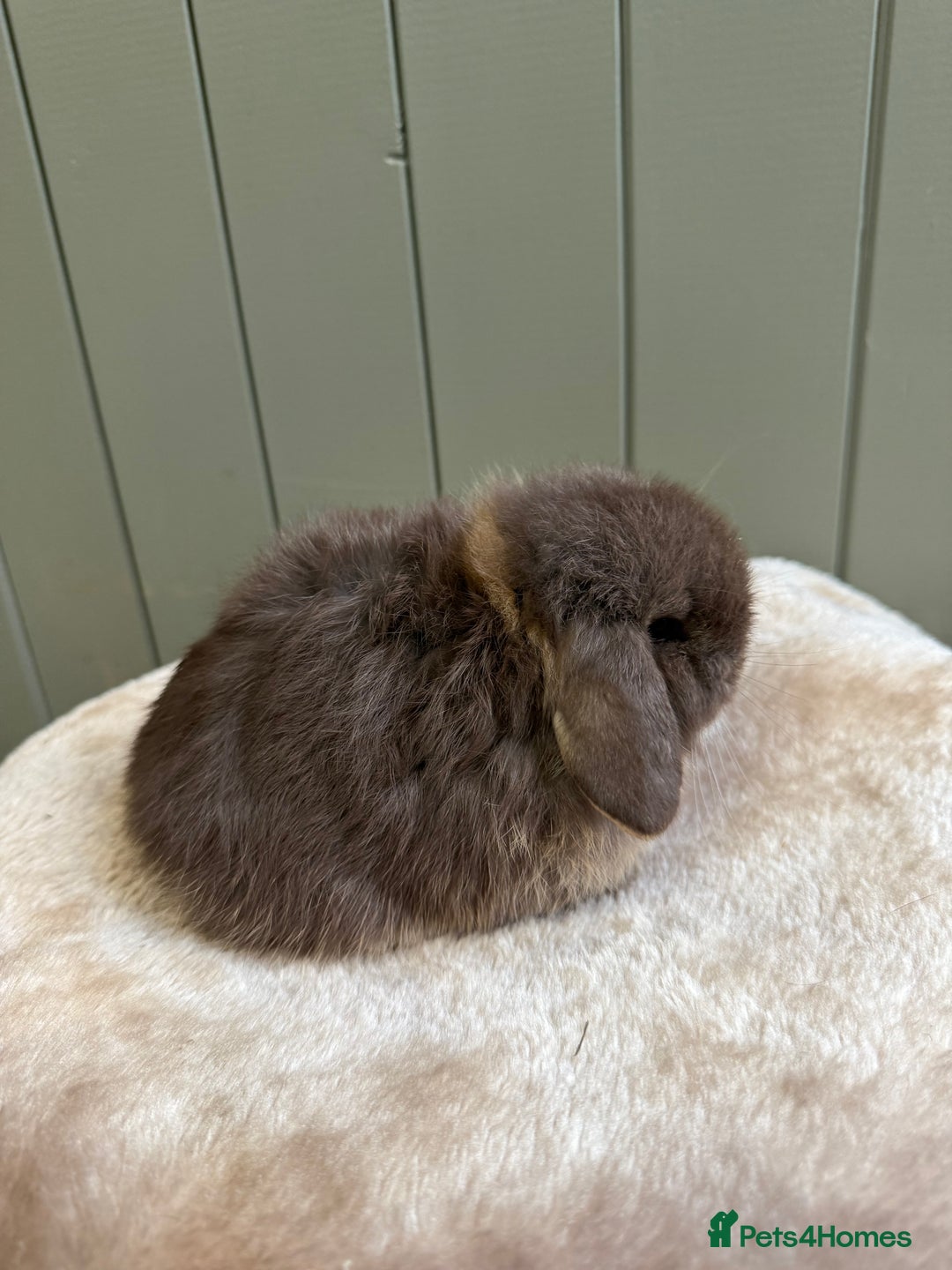 Mini Lop rabbits for sale: 🖤🩶🤎 Gorgeous Pure Bred Mini Lops 🖤🩶🤎 - Advert 7