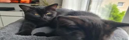 British Shorthair cats for sale: British Shorthair Cross Kittens for Sale - Advert 5