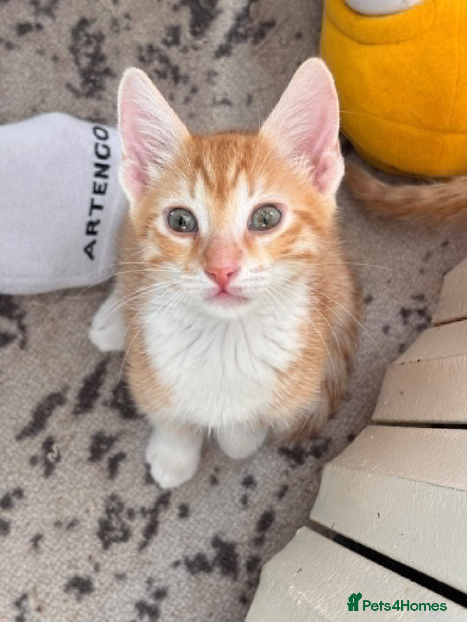 Mixed Breed cats Costel for adoption - Advert 8