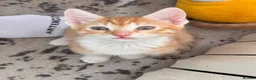 Mixed Breed cats for adoption: Costel for adoption in Waterlooville - Advert 1