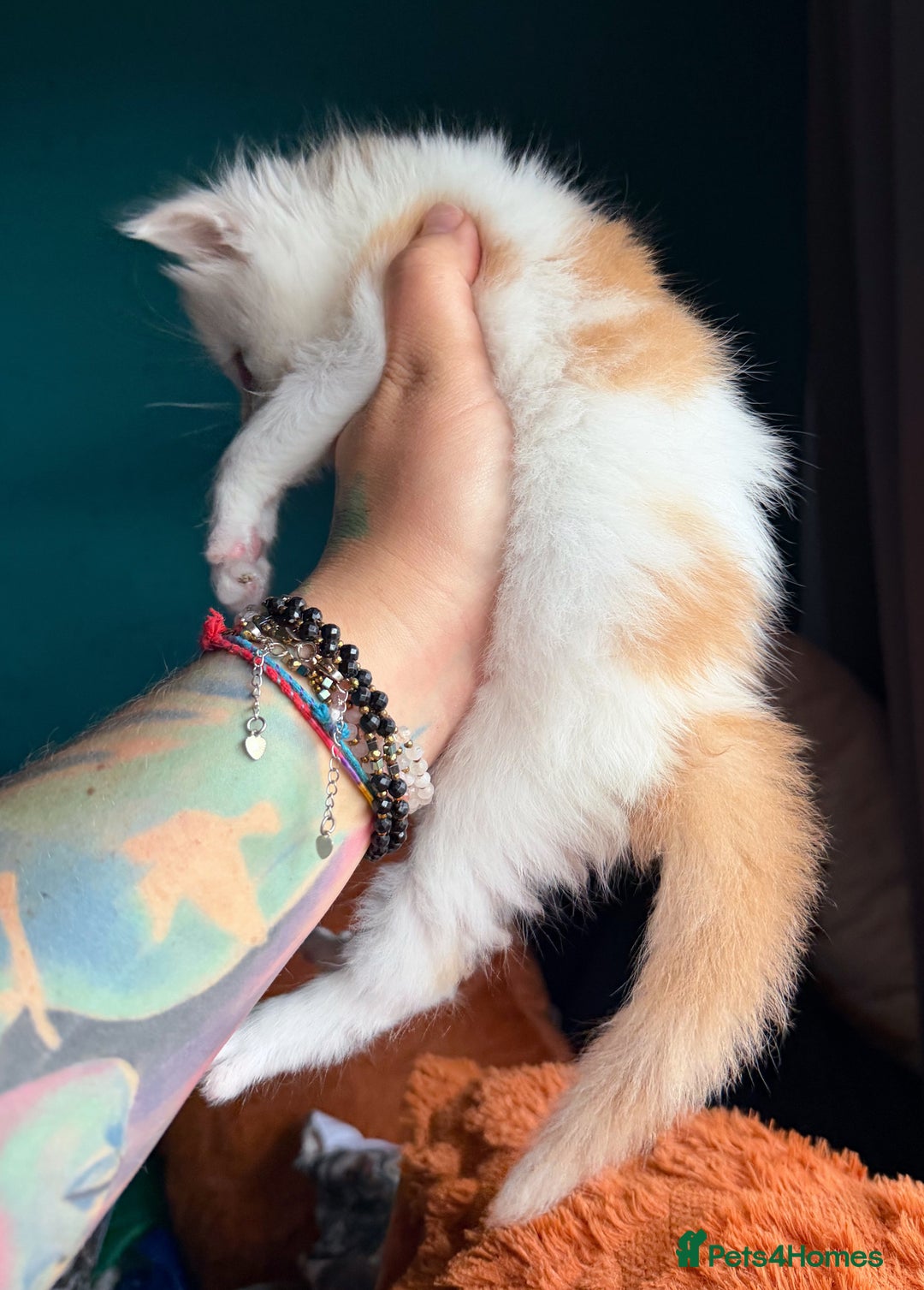 Maine Coon cats for sale: Maine Coons with Tests, Papers & Vet Checks - Advert 11