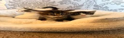 Bengal cats for sale: Beautiful half Bengal x kittens  in Manchester - Advert 27