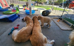 Golden Retriever dogs for sale: 2 Golden Retriever Puppies For Sale - Image 5