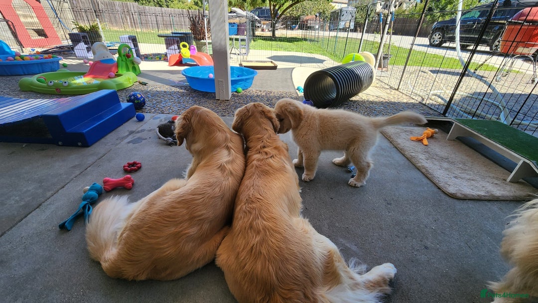 Golden Retriever dogs for sale: 2 Golden Retriever Puppies For Sale - Image 5
