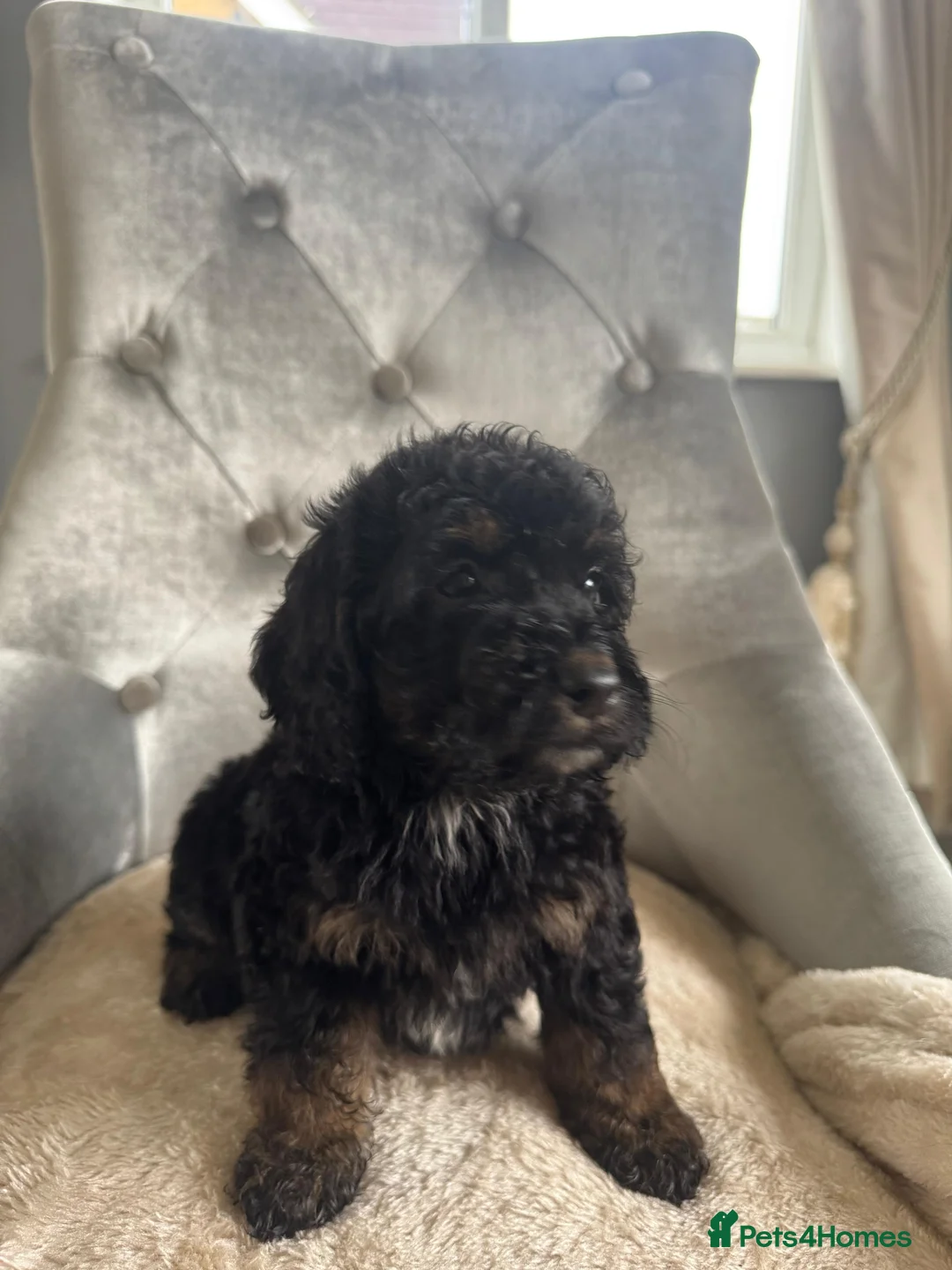 Cockapoo dogs for sale: F1 cockapoo puppies  - Advert 17