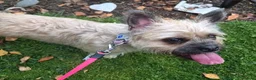Mixed Breed dogs for sale: Frenchie x Terrier Girl 17 months old in Hull - Advert 4