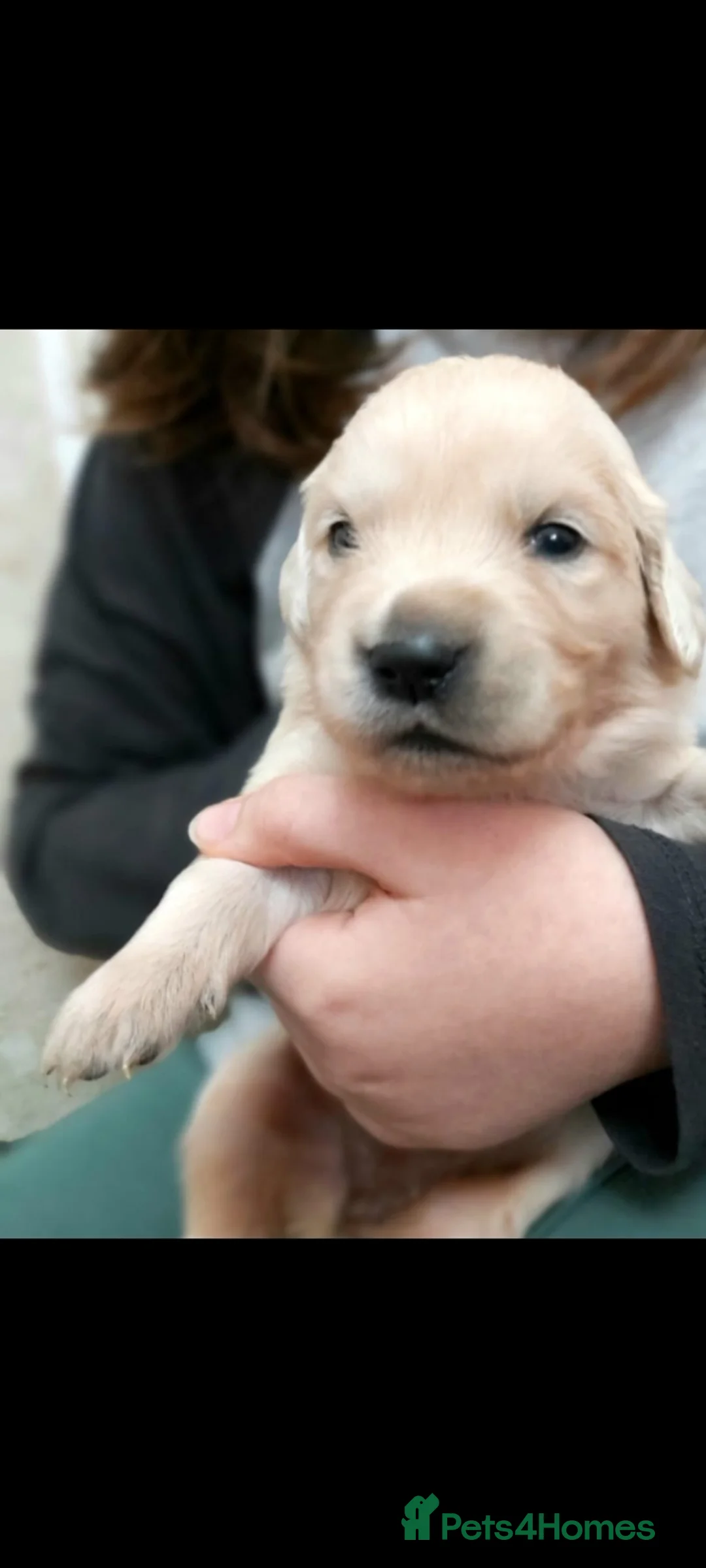 Golden Retriever dogs for sale: Golden retriever pups for sale  - Advert 5
