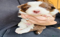 Border Collie dogs for sale: KC Reg (pending) Border Collie Puppies For Sale - Image 8